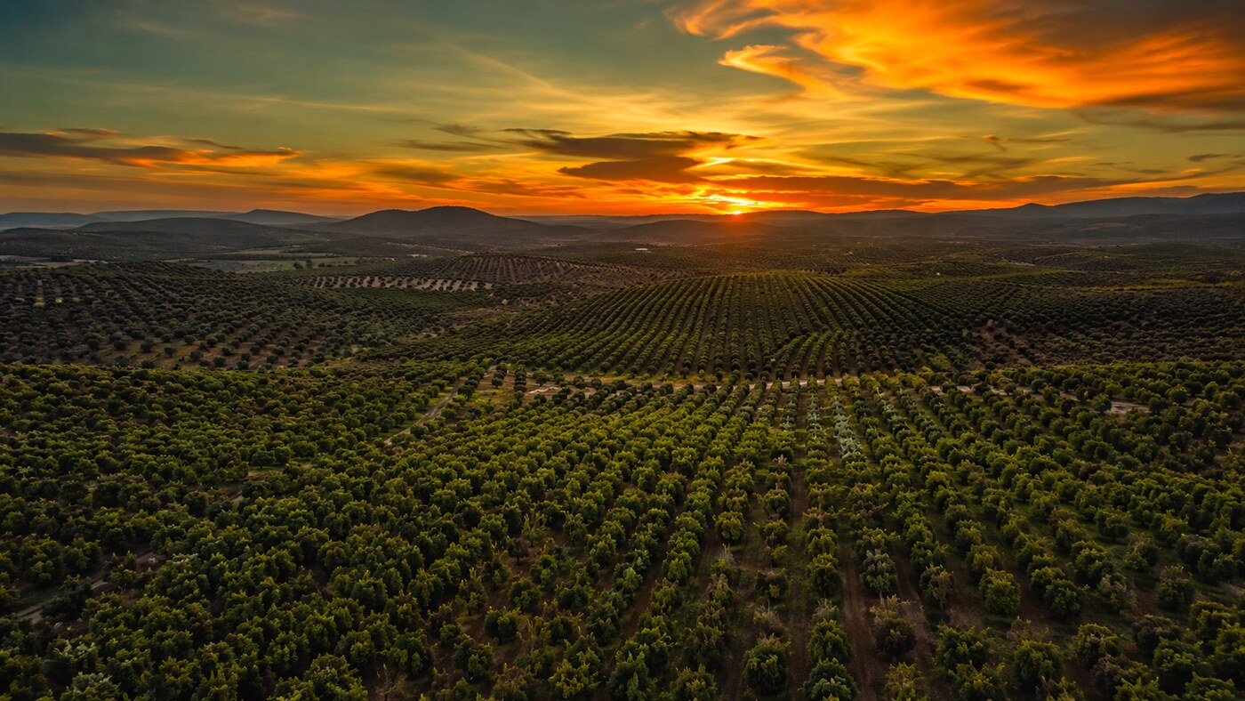 Vista aérea de campos agrícolas en Andalucía